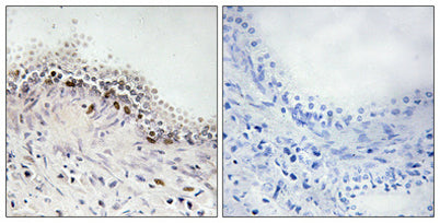 DNA Ligase IV rabbit pAb