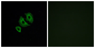 Olfactory receptor 10J6 rabbit pAb