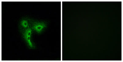 Olfactory receptor 4A4/47 rabbit pAb