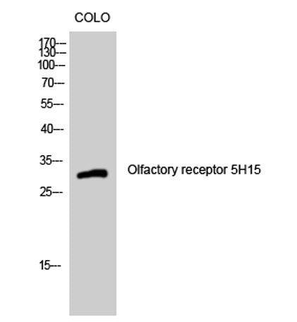 Olfactory receptor 5H15 rabbit pAb