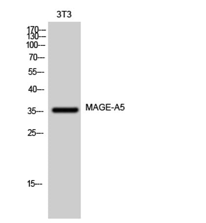 MAGE-A5 rabbit pAb