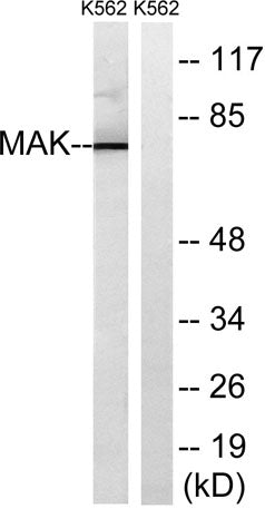 MAK rabbit pAb