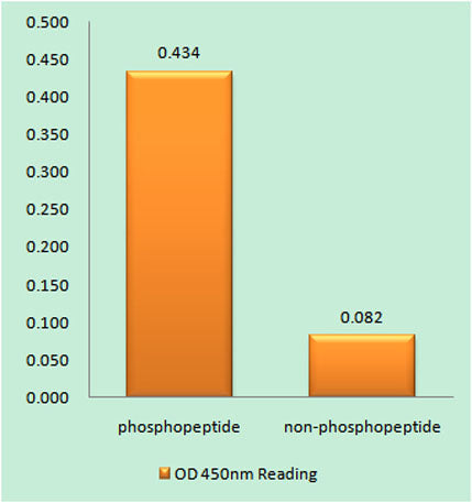 Tau (phospho Ser262) rabbit pAb