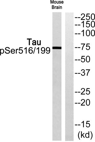 Tau (phospho Ser516/199) rabbit pAb