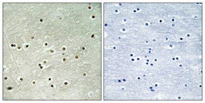 MCM4 (phospho Ser54) rabbit pAb