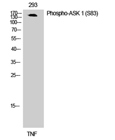 ASK 1 (phospho Ser83) rabbit pAb