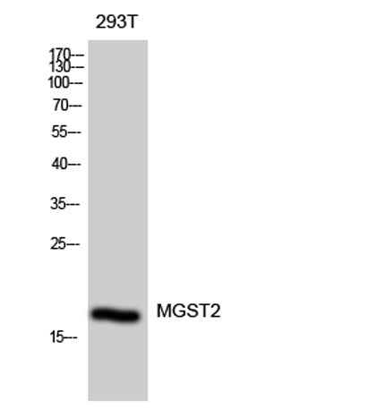 MGST2 rabbit pAb