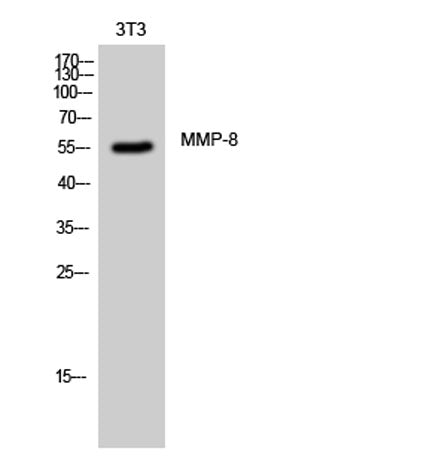 MMP-8 rabbit pAb