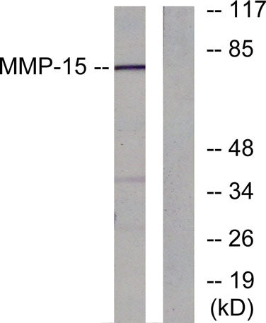 MMP-15 rabbit pAb
