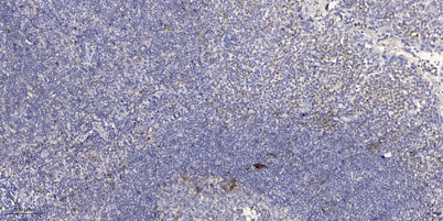 GCN2 (phospho Thr899) rabbit pAb