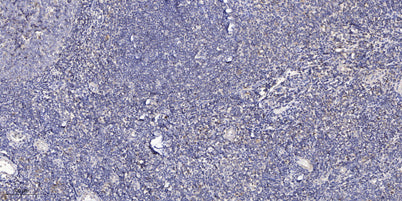 GCN2 rabbit pAb