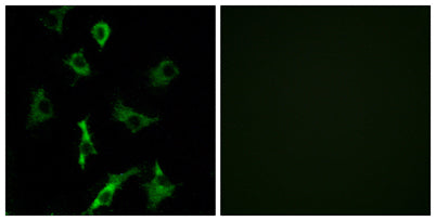 Olfactory receptor 5B3 rabbit pAb
