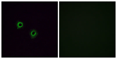 Olfactory receptor 2J3 rabbit pAb