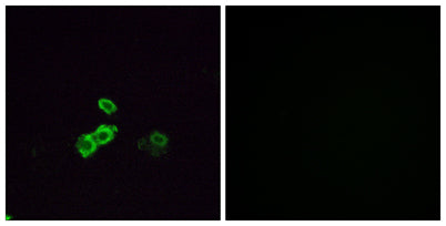 Olfactory receptor 5U1 rabbit pAb
