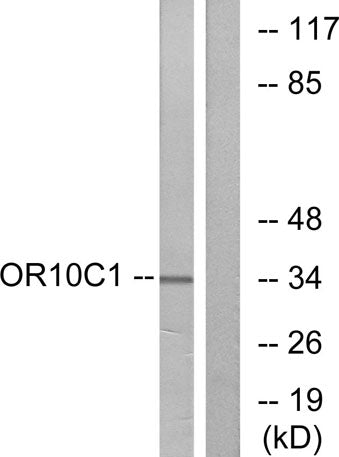Olfactory receptor 10C1 rabbit pAb