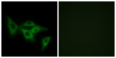 Olfactory receptor 2I1 rabbit pAb
