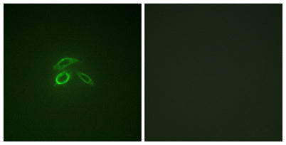 Mucin 1 (phospho Tyr1229) rabbit pAb