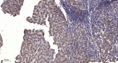 MuSK (phospho Tyr755) rabbit pAb