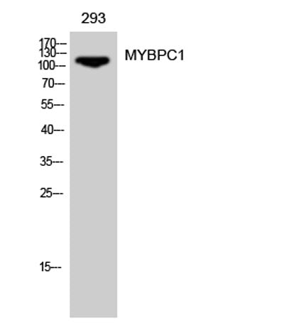 MYBPC1 rabbit pAb