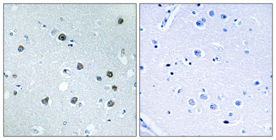 Myosin Id rabbit pAb