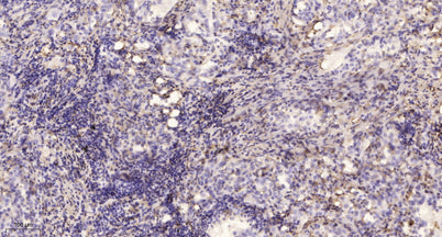 Myosin VA rabbit pAb