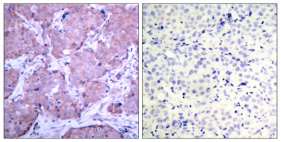 PTEN (phospho Ser380) rabbit pAb