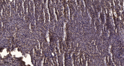 PGI2 synthase rabbit pAb
