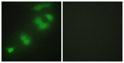 Zhangfei rabbit pAb