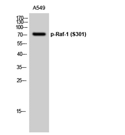 Raf-1 (phospho Ser301) rabbit pAb