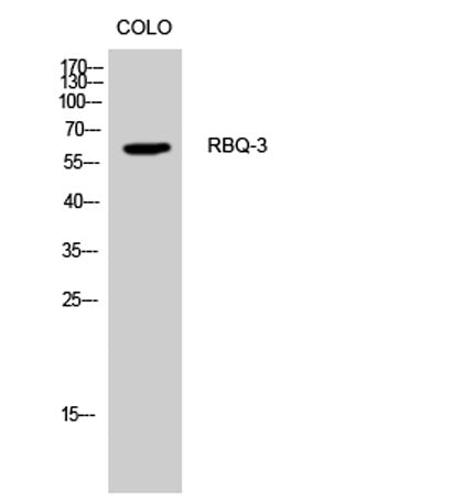 RBQ-3 rabbit pAb