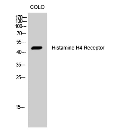 Histamine H4 Receptor rabbit pAb
