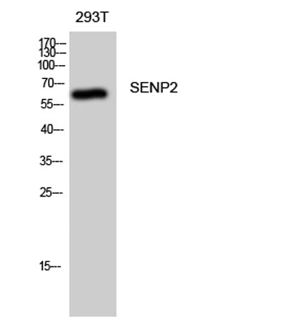 SENP2 rabbit pAb