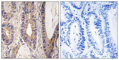 Rent1 rabbit pAb