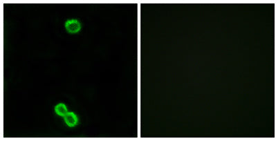 Ribosomal Protein L3L rabbit pAb