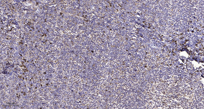 Na+ CP type IIα rabbit pAb