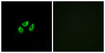 Na+ CP type VIIα rabbit pAb