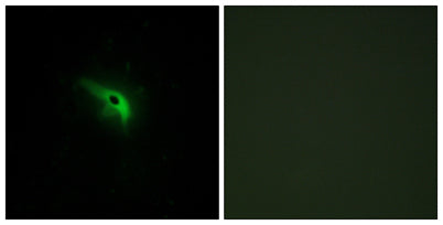 p53AIP1 rabbit pAb