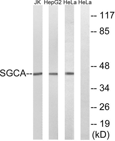 Sarcoglycan α rabbit pAb