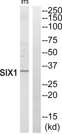 Six1 rabbit pAb