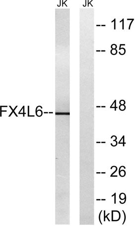 FoxD4/D4L rabbit pAb