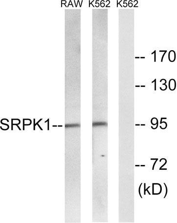SRPK1 rabbit pAb