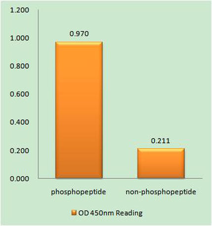 ARK-1 (phospho Ser342) rabbit pAb