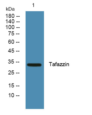 Tafazzin rabbit pAb