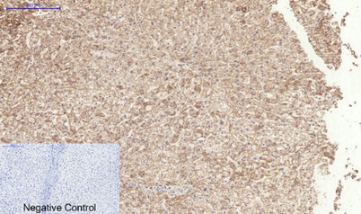 TGFβ RI (phospho Ser165) rabbit pAb