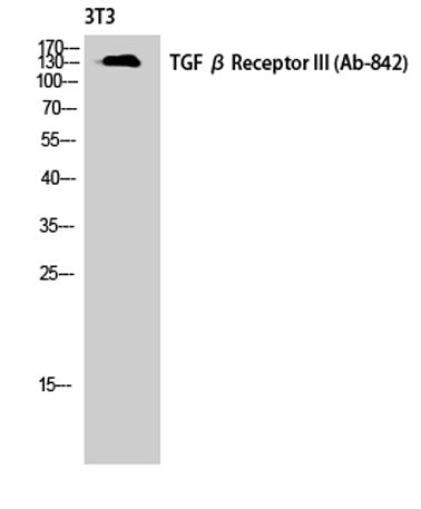TGFβ RIII rabbit pAb