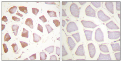 Troponin I-C rabbit pAb