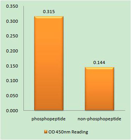 Tuberin (phospho Tyr1571) rabbit pAb