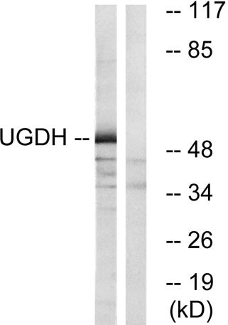 UDP-GlcDH rabbit pAb