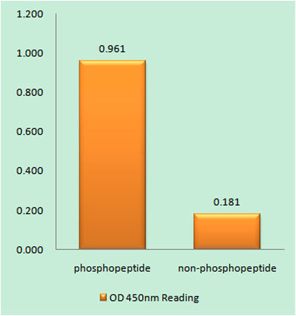 Wee 1 (phospho Ser53) rabbit pAb