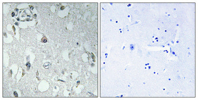 14-3-3 η rabbit pAb